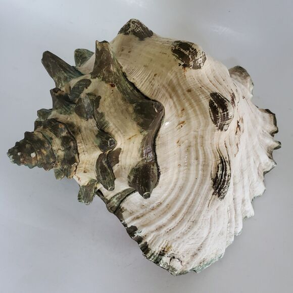 60s Lg Natural Queen Conch Seashell 12"x9"x6.5" Coral Pink Handpainted Vtg Shell - Picture 10 of 16